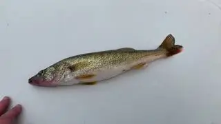 Presque Isle Bay walleye challenge. (Ft Cast Above Charters)