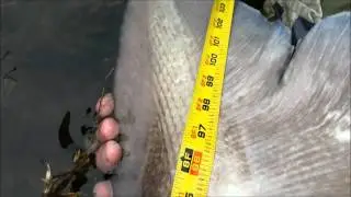 Idaho State Record White Sturgeon 4/30/2016