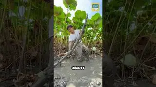 How do Chinese people harvest lotus roots? #lotusroot #lotus #shorts #lumifarm