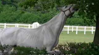 Kladruby Stud - Prague Private Tours