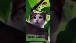 cats love triangle 😂😂😻😻😂😂