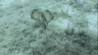 Sea hare flying