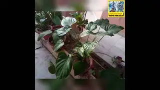 🌟☘️Alocasia cucullata