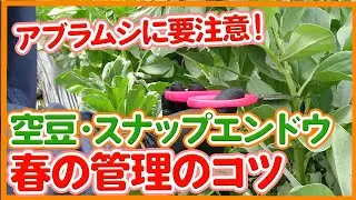 家庭菜園や農園でスナップエンドウ・そら豆栽培！春の生育管理やうどん粉病対策など徹底解説！/ Sora beans and snap peas Spring growth management.