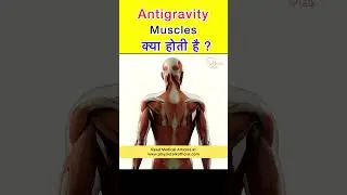 What is Antigravity Muscles? #shorts #antigravitymuscles #physiotherapy