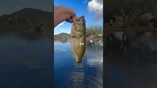 FISHERMEN what's better? 100 DINKS or 1 GIANT! 😳💀 #shorts