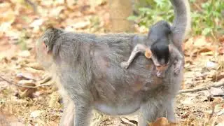 Baby monkey playing bottle cap  #monkey #animals #cute #baby #monkeybab #baby #babymonkey