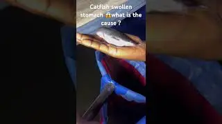 Catfish Swollen Stomach #viralvideo #fishing