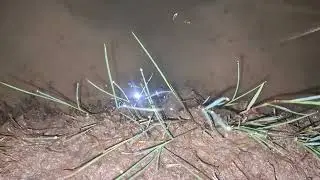 Eel Fishing in Extreme Mud Conditions