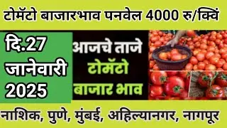 आजचे टोमॅटो बाजार भाव तुफान वाढले 🔴 Live | tomato rate today | #tomatomarket |आज के टमाटर दाम#tomato