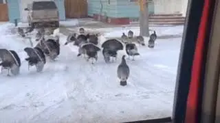 Turkey whisperer
