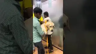 Chiropractic treatment for Dog hip dislocated.  In india #rkm#painfreeindia #drrajneeshkant 