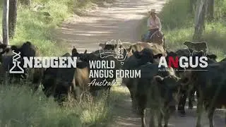 See where Angus cattle are raised among gum trees and kangaroos