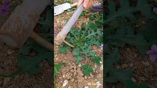 Weeding time ---garden therapy #weeding #gardeninglife #outdoorlife