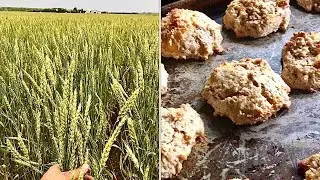 Modern organic farmer brings me &ldquo;Old World&rdquo; Red Fife wheat for &ldquo;Old School&rdquo; biscuits!