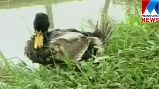 Bird flu identifies  in  Ducks Alappuzha  | Manorama News