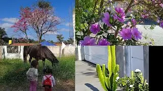 A beleza no simples 🌸🙏🏻 Andando pelo bairro + troquei  a sapateira/ frutas para a semana..