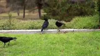 Mama crow feeding baby crows