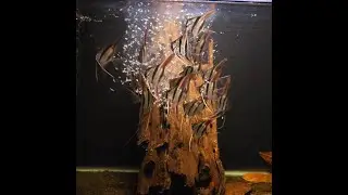 WYSIWYG Group of 20 Captive bred F1 Rio Atabapo Altum Angelfish (nickel+ body size)