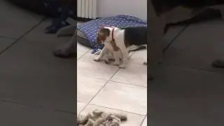 Beagle ears