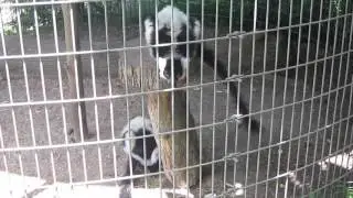 Scary Lemur