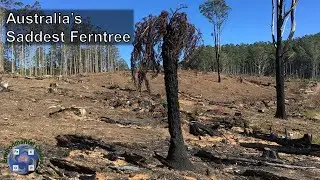 Clearcutting forests in Victoria, Australia