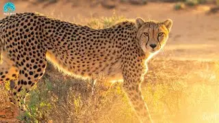 Best Cheetah Chase Moments in the Wild 2024 | How Cheetahs Outrun the Ordinary