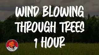 Wind Through Trees Sounds (1 Hour) 🌿 Relaxing Nature Ambience for Deep Sleep, ASMR, Focus & Stress