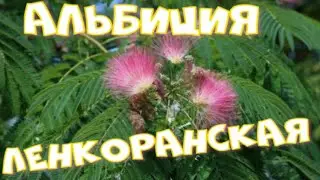 АЛЬБИЦИЯ ЛЕНКОРАНСКАЯ   (Albizia julibrissin).