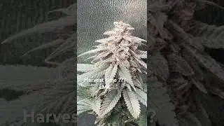 Jamaican Bag Seed Grow | #SpiderFarmer #LEDGrow Flower week 8-9 ish
