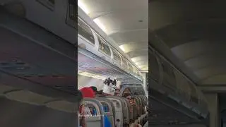 Dog on the flight #dog#flight#funnydog#fyp