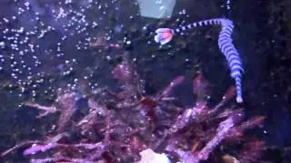 Banded pipefish