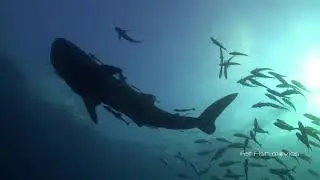 Whale Shark (91) | Stock Video For Sale
