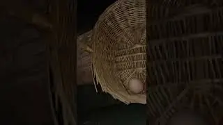 Harvesting the hens eggs 615 part 2 #hen #hatchingeggs #eggs #freerangeeggs #moreeggs