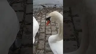 The Swan Family❤️ Poses for the Camera