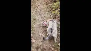 November 6th Kimball pines walk