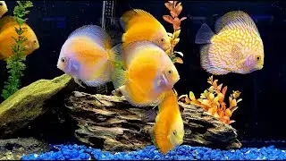 🐟Variety of Beautiful Yellow Discus🐟Freshwater Fish