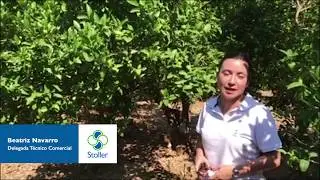Testimonio Soluciones Stoller | Tratamiento de cultivo de c&iacute;tricos con CitoCalcium, HoldPlus y Set