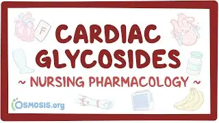 Cardiac glycosides: Nursing Pharmacology