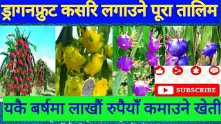 ड्रागनखेती गर्दा पुर्ब तयारी कसरीगर्ने सम्पुर्णले जान्कारी पाउनुहोस #agriculturefarmin #draganfruit 