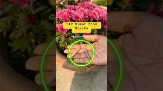 Expert Gardener Shares SECRET Plant Food Sticks for MAXIMUM Growth!
