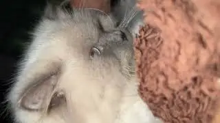 Talking Mochi