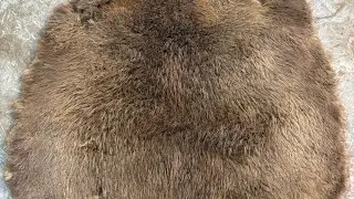 How to tan a beaver hide: Part 3(thinning)