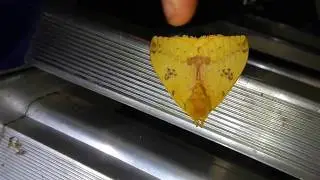 Io moth