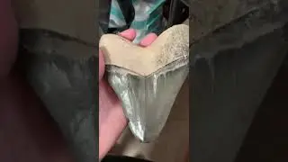 Biggest Megalodon Tooth Ever Found! #Shorts