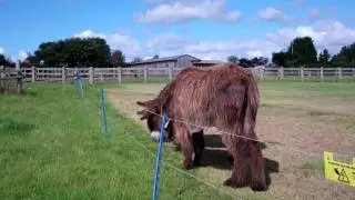 Poitou donkeys