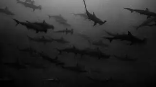 &ldquo;SHARK&rdquo; Dark Horrorcore Hip Hop Beat | Evil Rap Instrumental | Scary Trap Type Beat