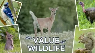 The Value of Wildlife in Your Woodlands
