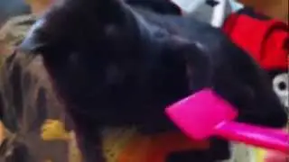 Angry cat brushing