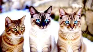 A January miracle  Stork saves cats lost in the cold ❄️